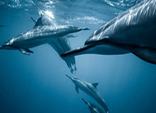 开云服务-很沮丧！东契奇左腿筋不适回更衣室时 怒踢场边广告牌